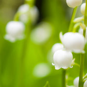 Lily of the valley Accord